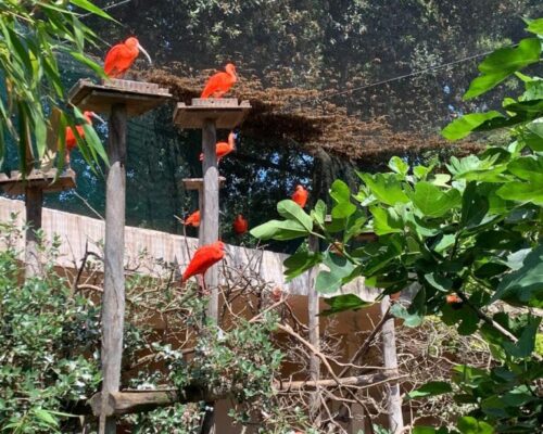 Visita Bioparco 10