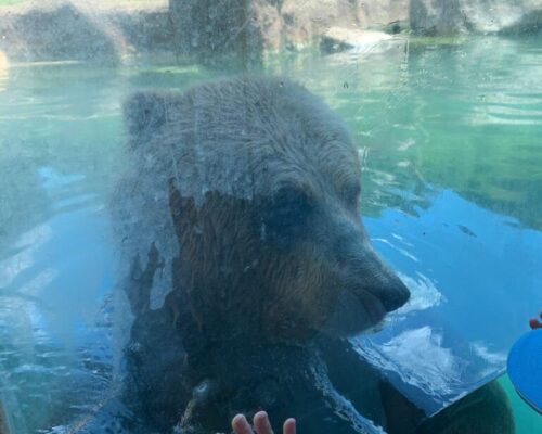 Visita Bioparco 2