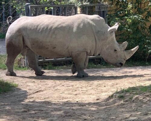 Visita Bioparco 4