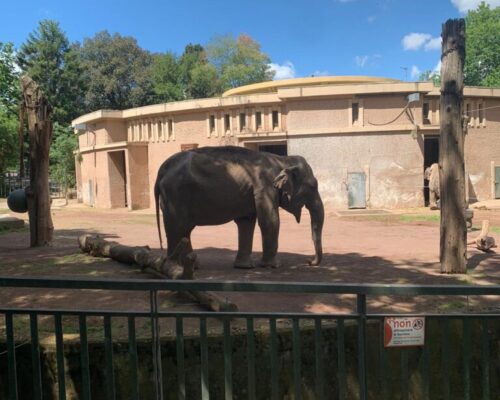 Visita Bioparco 8