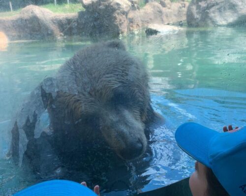 Visita Bioparco 9